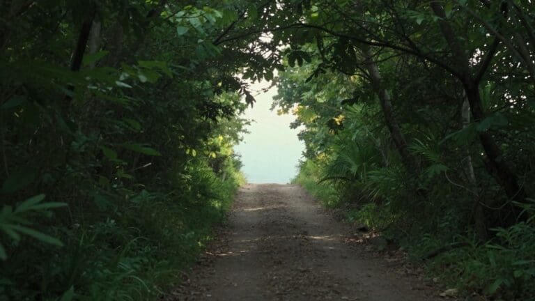 dirt path through lush green forest canopy