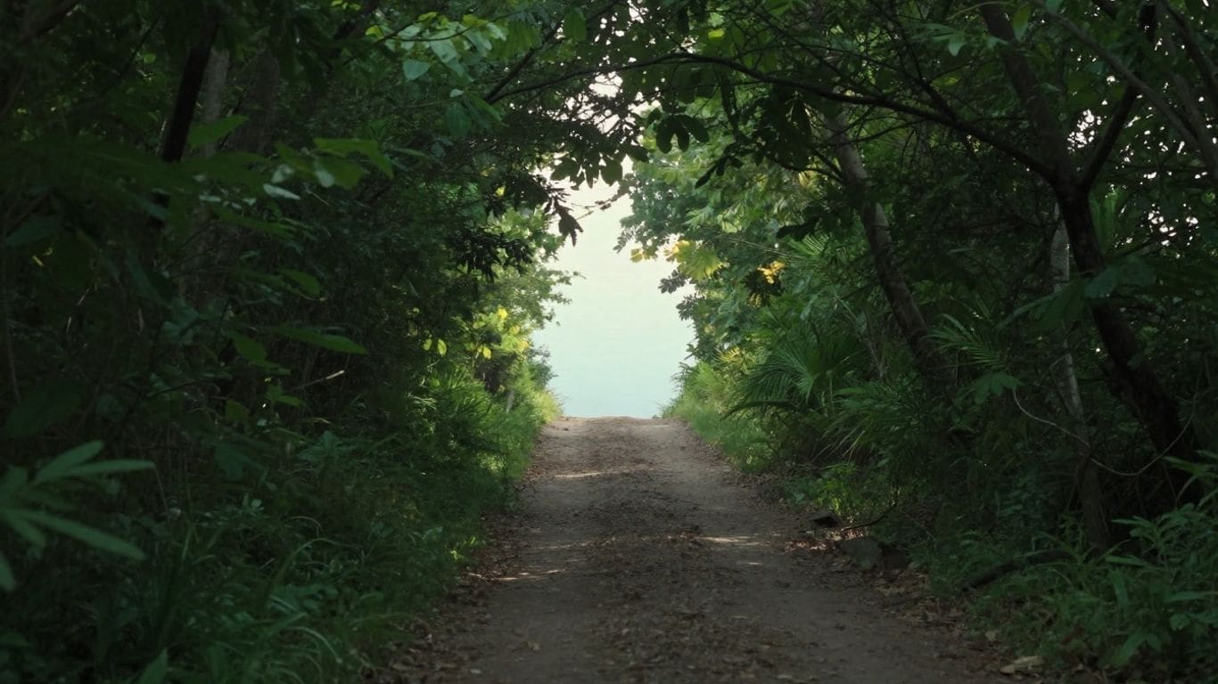 dirt path through lush green forest canopy